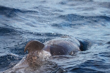 Sea meeresbewohner water photo