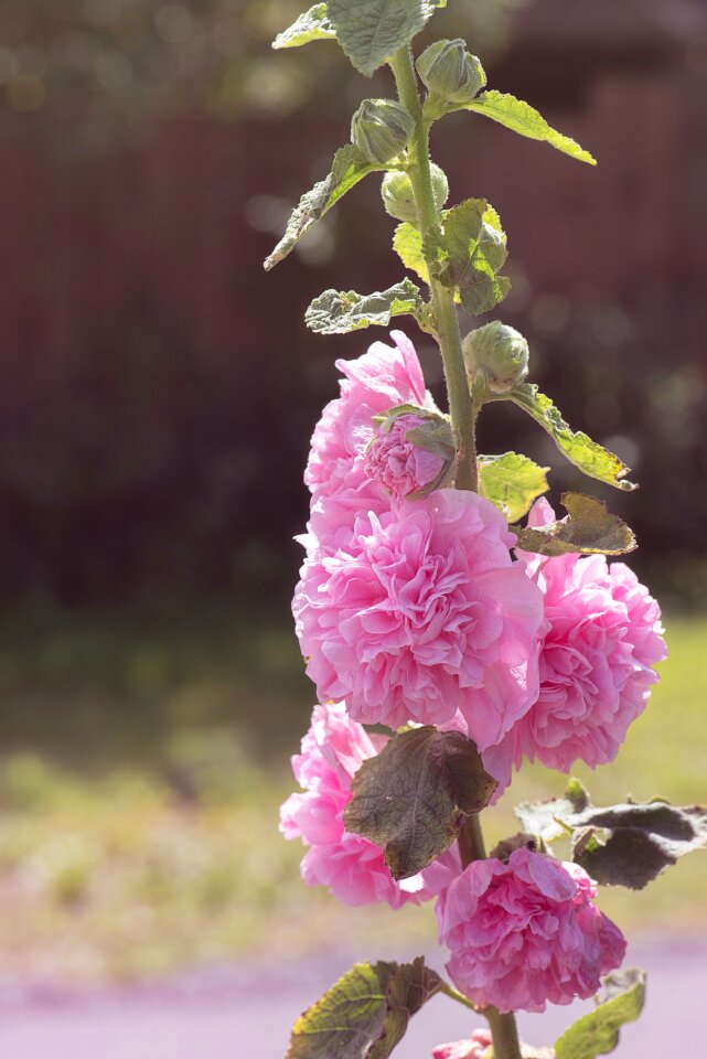 Filled blossoms flower pink flower