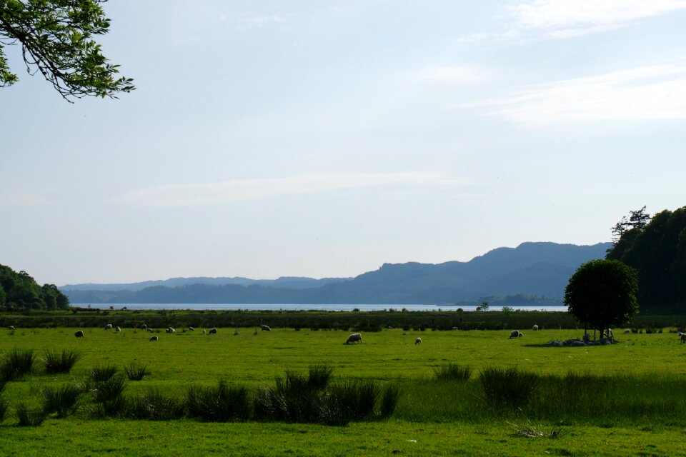 Scotland landscape sheep