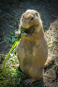 Rodent keep nager