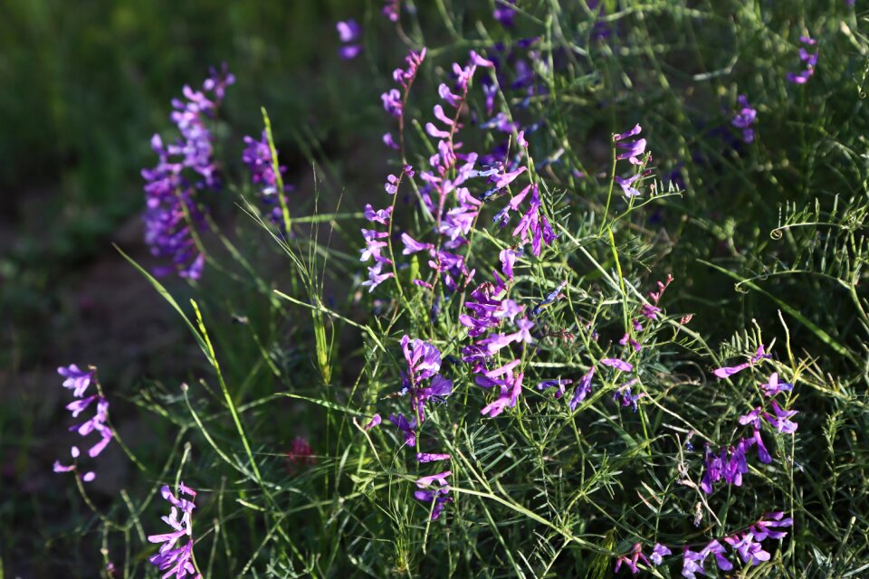 Flower spring spring flowers