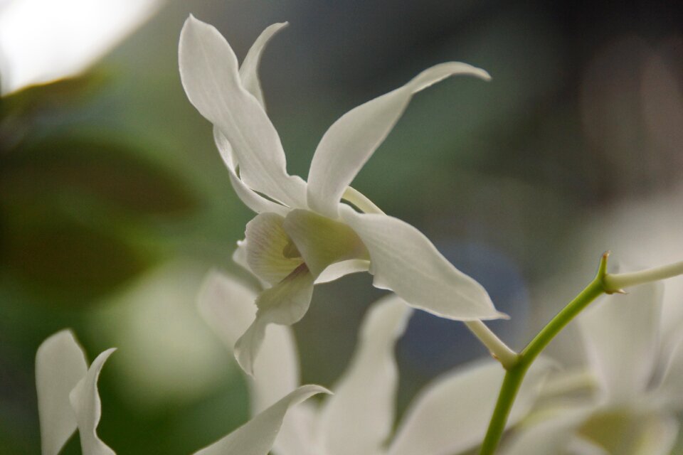 Flower gentle petal