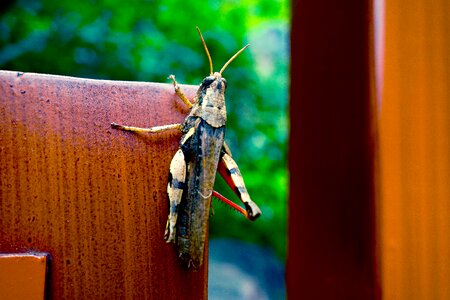 Insect nature macrocosm