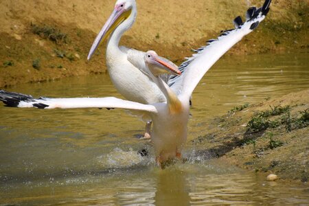 Pelican water white