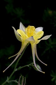 Yellow flower summer inflorescence