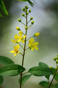 Nature bloom yellow