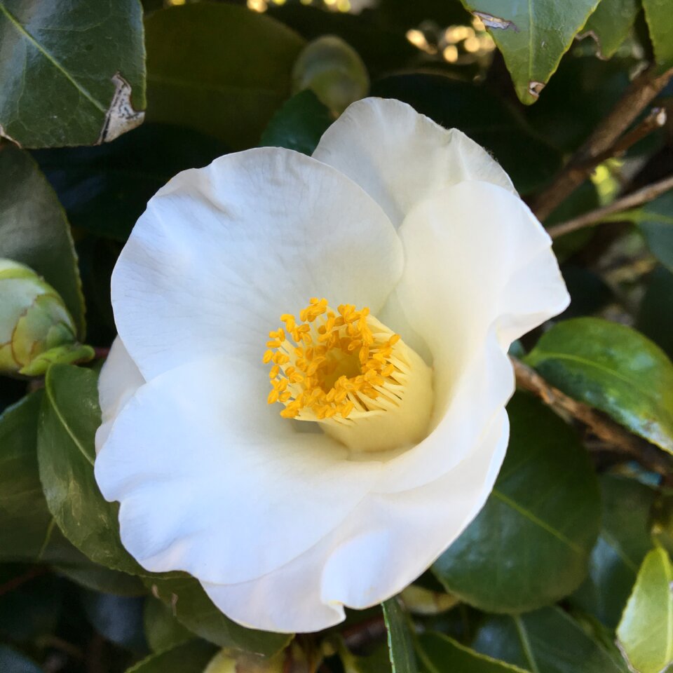 White blossom flora grove photo