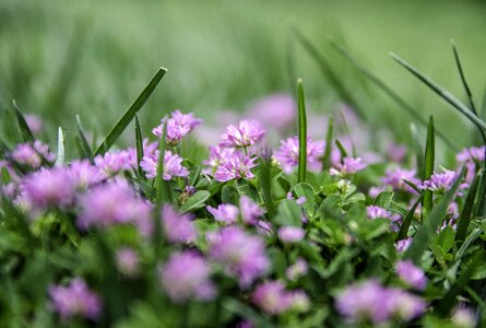 Lila flowers spring flowers