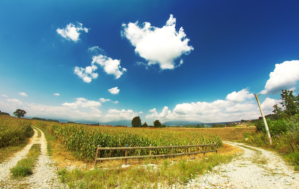 Summertime field nature photo