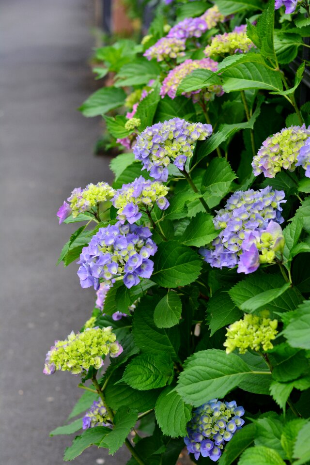 Summer flowers plant blossom