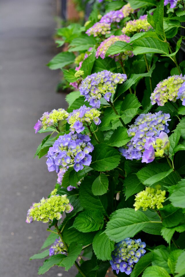 Summer flowers plant blossom photo