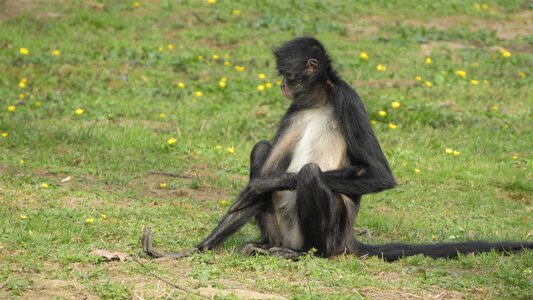 Rest sitting primates photo