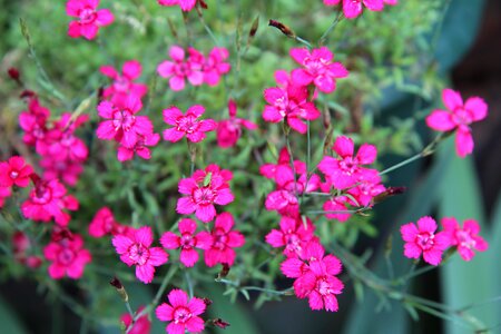 Eyelets pink color pink insect photo