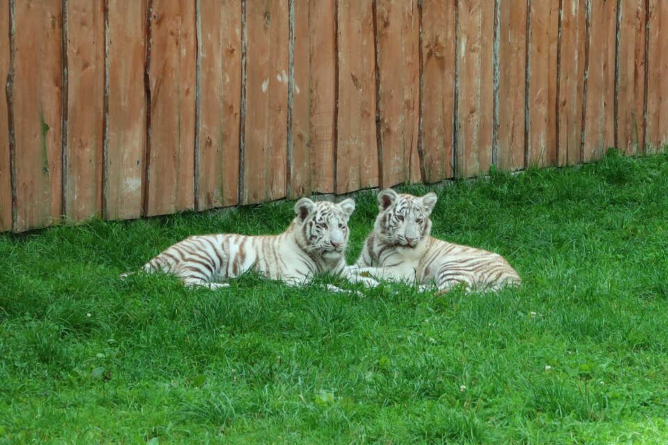 Borysew zoo