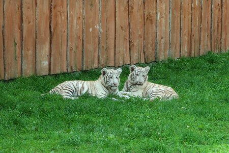 Borysew zoo