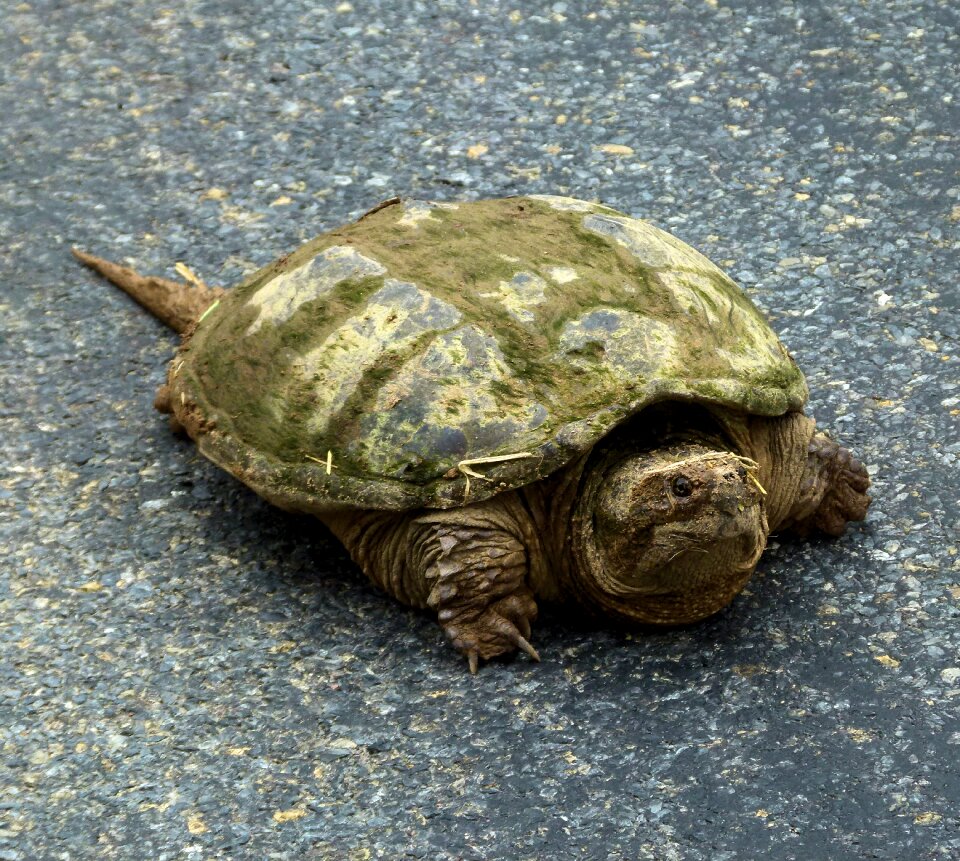 Turtle aquatic wildlife