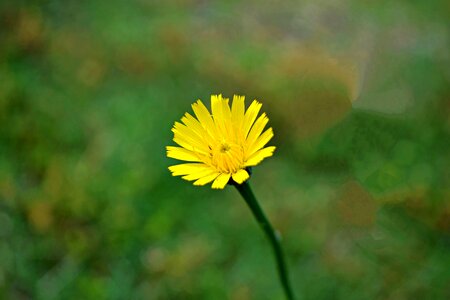 Spring nature summer photo