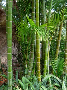 Tree log tropical photo