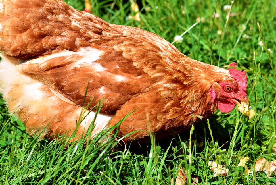 Young animals livestock meadow photo