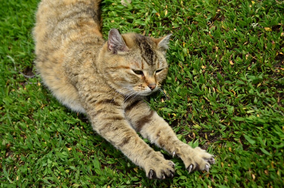 Animal housecat yellow-eyed cat