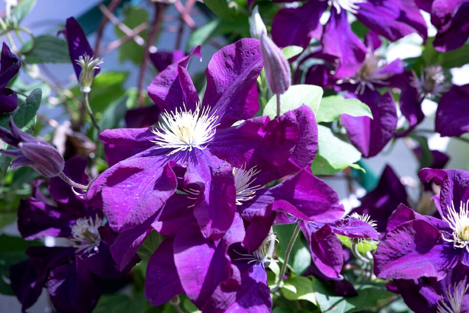 Violet flower blossom bloom photo