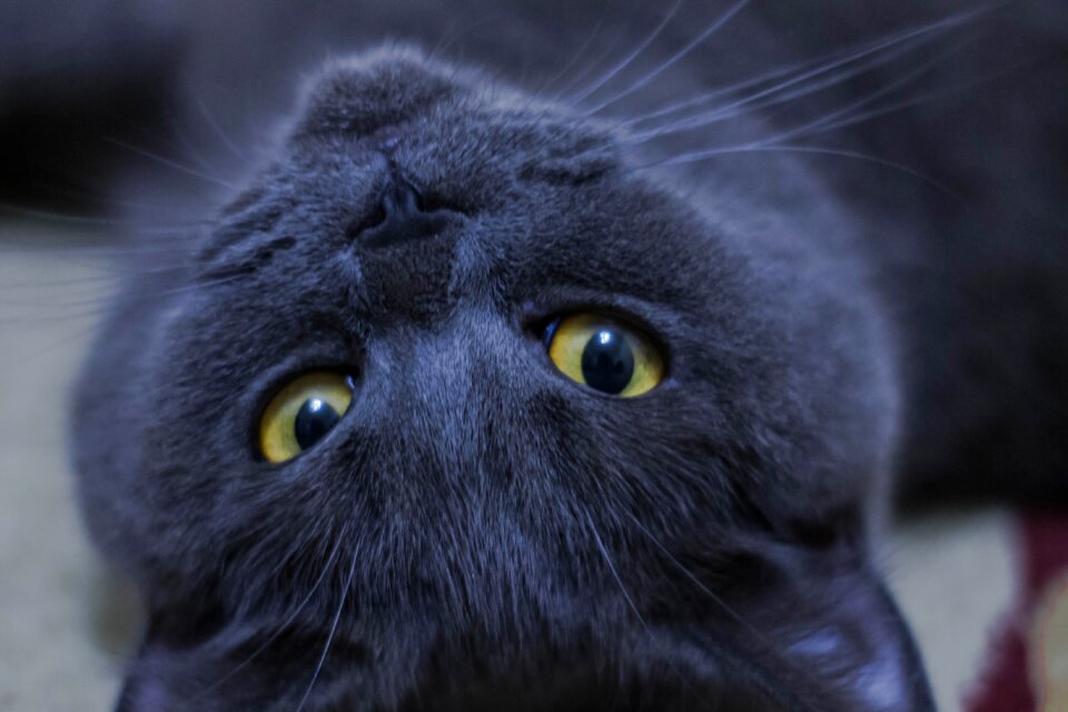 Cats pet yellow-eyed cat