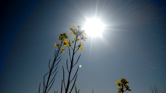 Desktop light nature