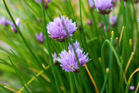 Herb violet purple photo