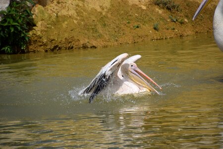Pelican water white
