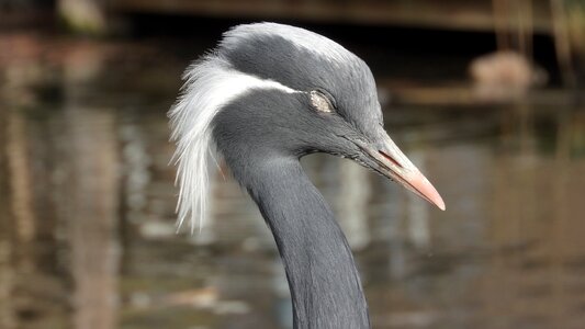 Bird head dormant photo