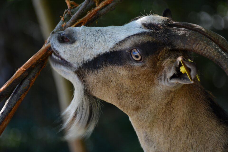 Animals sun muzzle