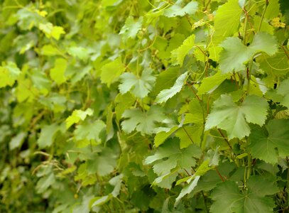 Green spring fresh