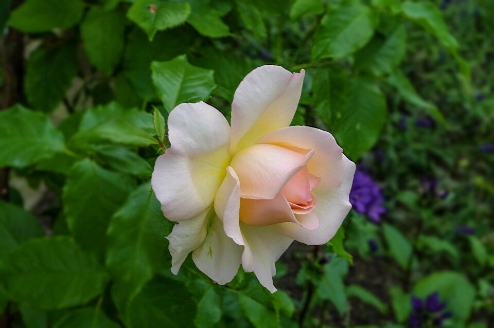 Nature rose petals closeup