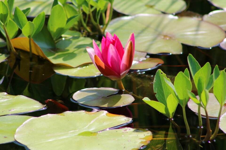 Bloom aquatic plant pond photo