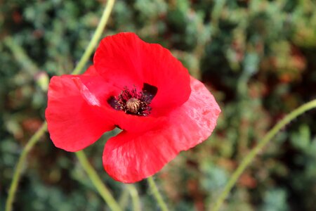 Flower of poppy flowering wild flower