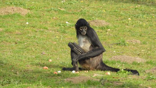 Rest sitting primates photo
