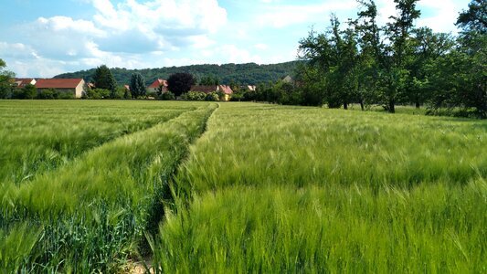 Coswig meissen summer
