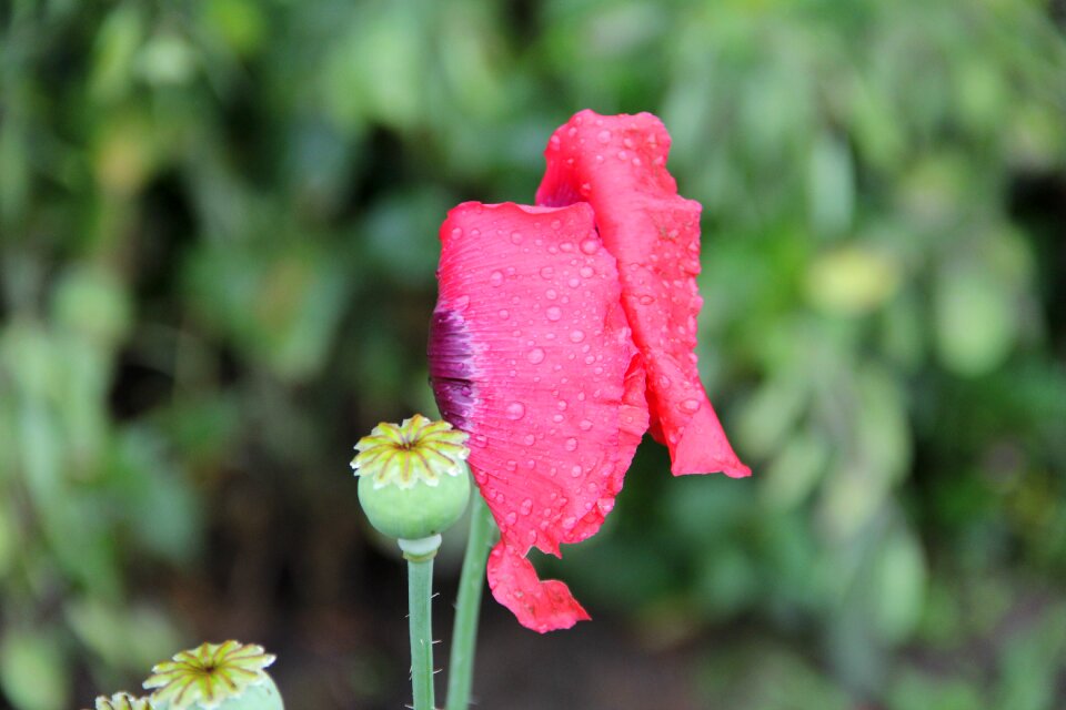 Nature plant poppy