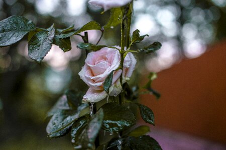One rose nature pink rose