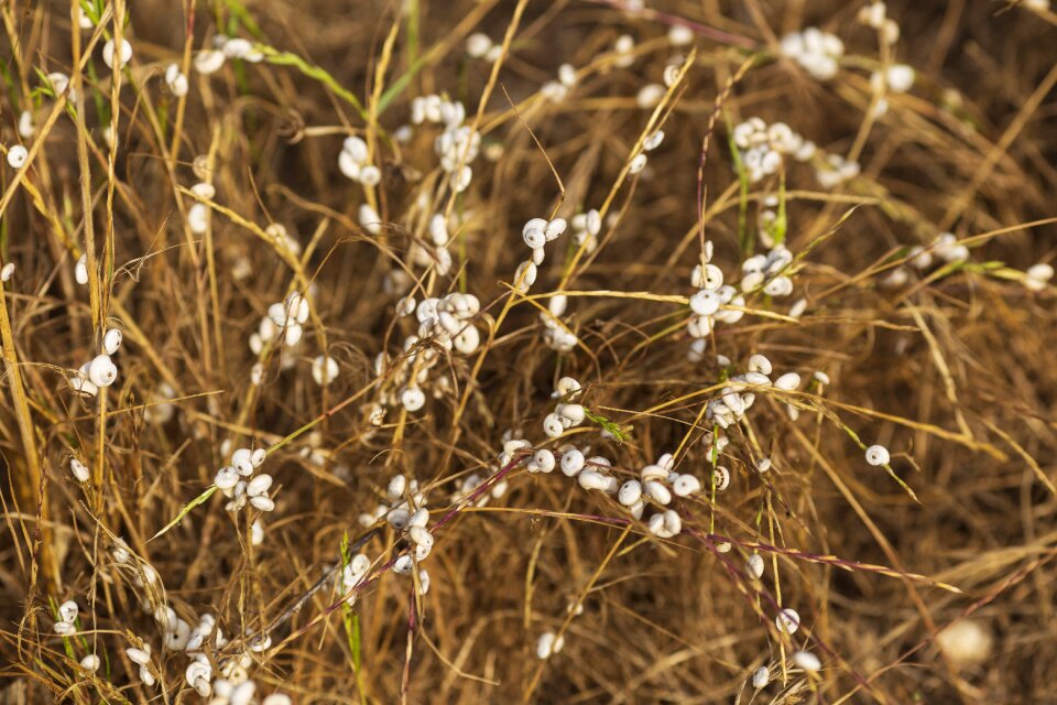 Bright flowers sun white flowers