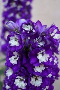 Flower blue larkspur photo