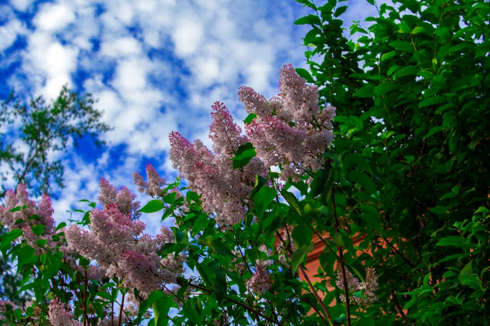 Lilac flowers spring nature