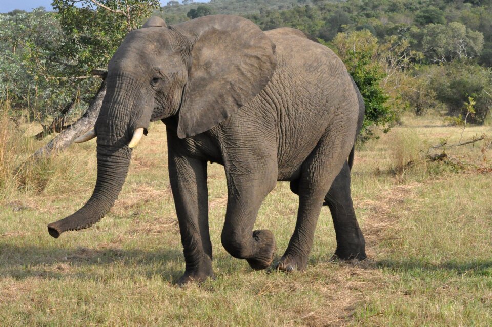 Safari south africa