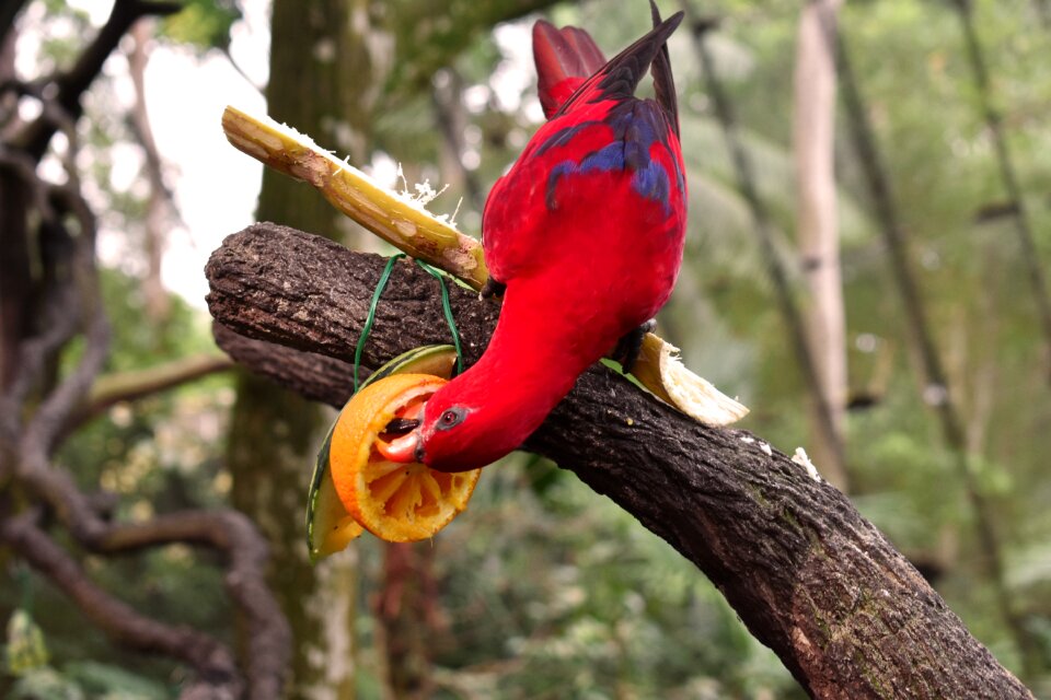 Tropical food fruit