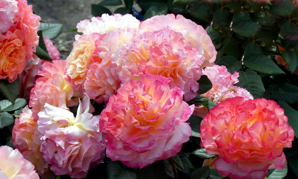 Multi coloured beautiful orange