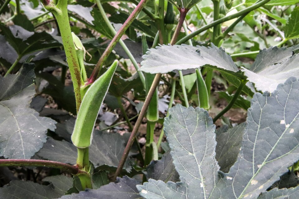 Nature food healthy