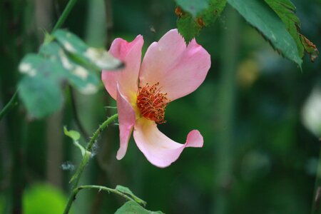 Pink flowers plant climbing rose