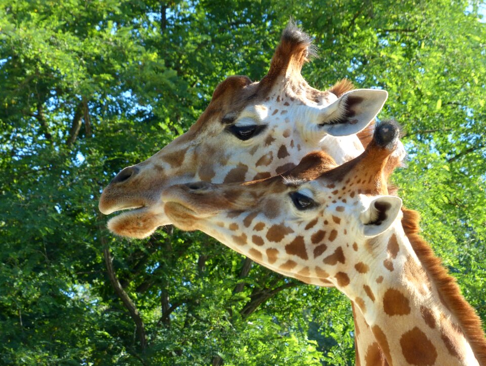 Herbivore two nature