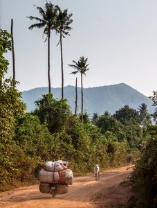 Motorcycle nature trees photo