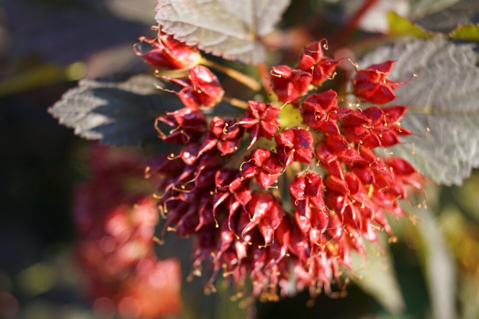 Plant red dogwood greenhouse